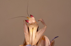Orchideenmantis (13).jpg
